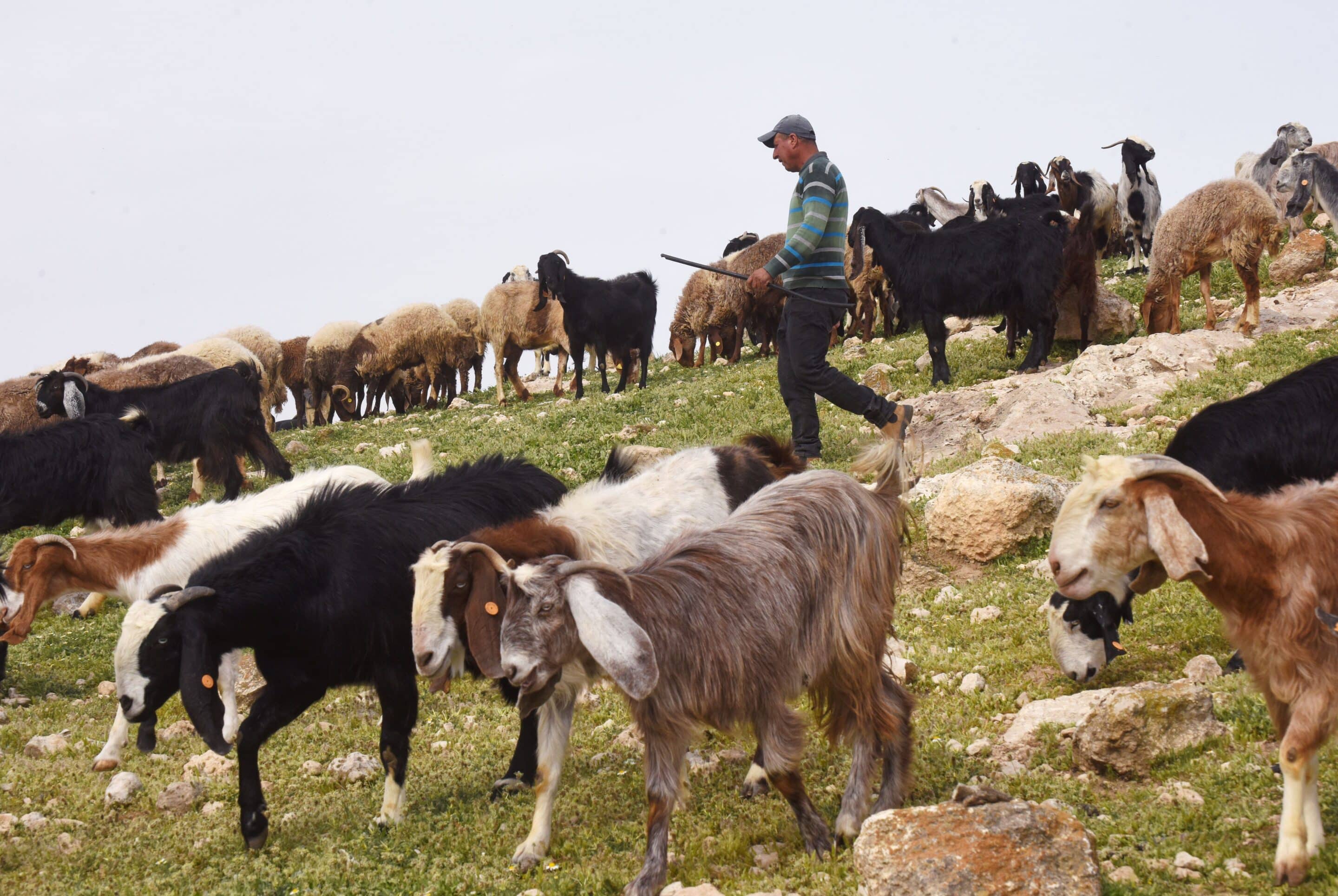 SHEEP HERDING WEST BANK Fr. Stephen Van Lal Than
